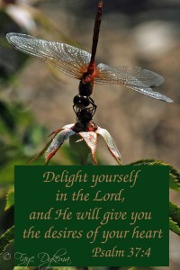 Delight yourself in the Lord