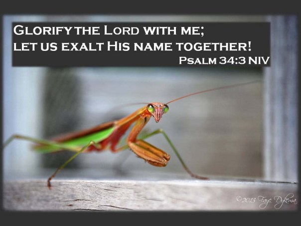 Ps 34_3 Glorify God with me - Praying Mantis web